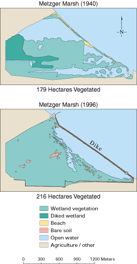 Illustration showing changes in Metzger Marsh vegetations, 1940 and 1996.