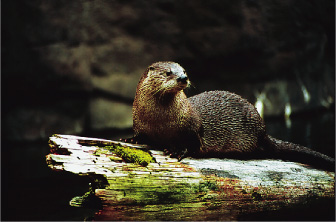 Figure 1. Otters and other wildlife in the Columbia River Basin are exposed to waterborne contaminants.