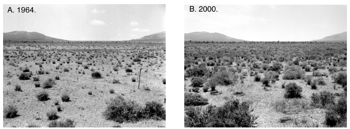 Figure 8.  Repeat photography of plot 40, Nevada Test Site, showing recovery in a formerly blackbrush (Coleogyne ramosissima) assemblage following a fire in about 1950.  A May 1964. B. May 10, 2000.