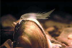 A
picutre of a pocketbook mussel