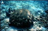 massive head coral,