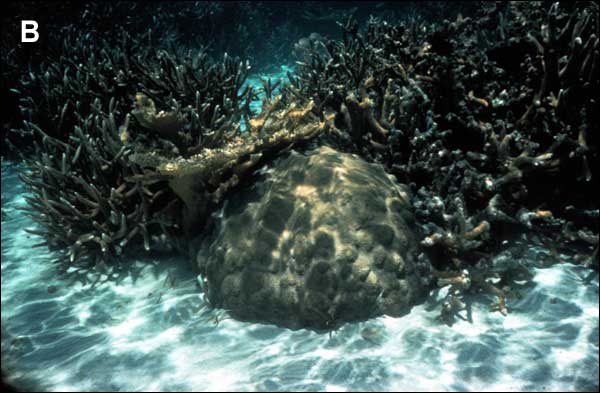 The same colony of M. annularis, shown in 1971, is being encroached upon by the branching coral Acropora cervicornis.