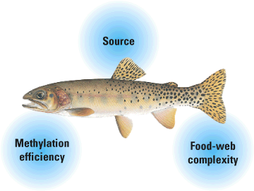Figure showing mercury cycle in fish.