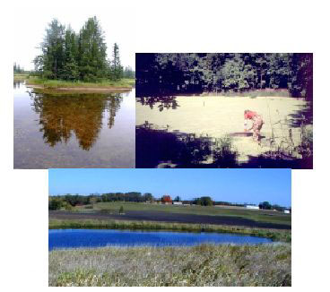 Three photographs showing the wide variety of ponds in Minnesota that contain malformed frogs