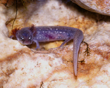 Photograph of Barton Springs salamander.