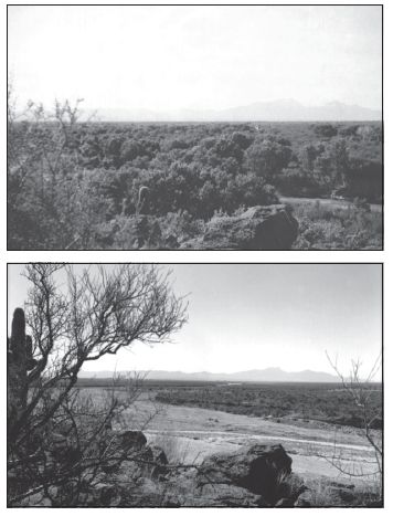 A 1942 photograph (top) of a reach of the Santa Cruz River south of Tucson, Arizona, shows stands of mesquite and cottonwood trees along the river. A photograph (bottom) of the same site in 1989 shows that the riparian trees have largely disappeared, as a result of lowered ground-water levels. Photos: Robert H. Webb, USGS.