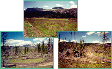 Photos taken near North Fork Elk river after the blowdown of October 25, 1997.