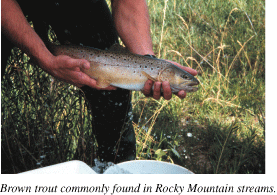 Photo showing brown trout commonly found in Rocky Mountain streams.