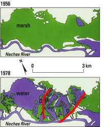 Maps showing that wetlands above the field were healthy and continuous in 1956 but deteriorated and were converted to open water by 1978.