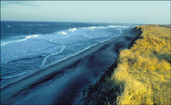 Photograph showing narrowed beach and eroded dunes at Coast Guard Beach, Cape Cod National Seashore, Mass.