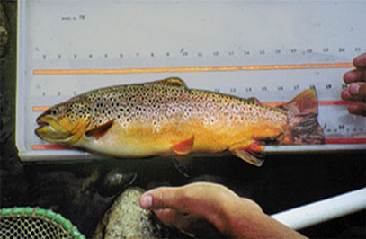 Photograph of brown trout (typical invertivore species present in the Southern Rocky Mountains province).