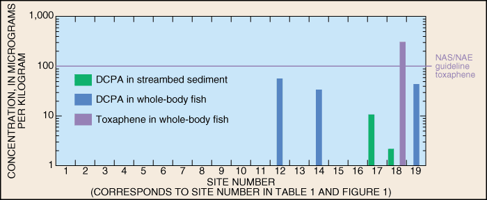 Figure 5. Concentrations of DCPA and toxaphene in streambed sediment and whole-body fish.
