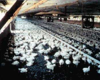 A color phograph of chickens in a large poultry house.