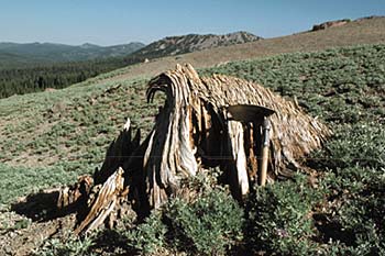 photograph showing the 3-foot high remains of a 100-foot tall red fir tree that snapped off during Lassen Peak's May 1915 eruptiontree