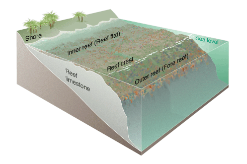 block diagram showing the environment in which colonial hard corals form 