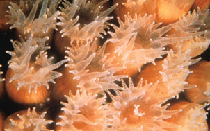 photo of coral polyps
