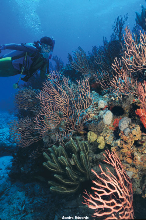 scuba diver near coral reef in Florida