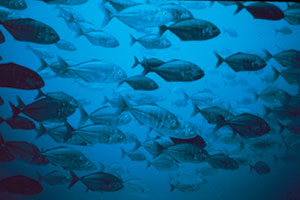 photograph of large school of fish called jacks near Hawaii