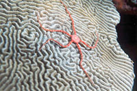 photo of starfish