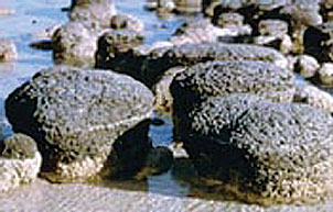 photo of stromatolites