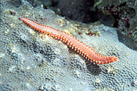 photo of worm