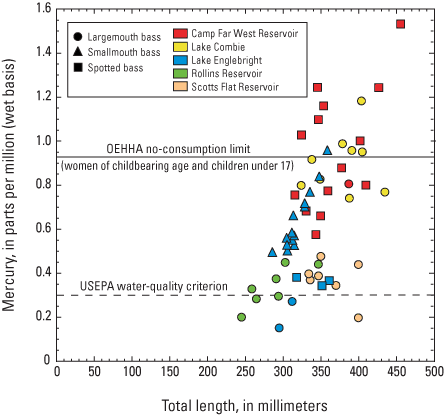 Graph showing Mercury (Hg) concentration in relation to total length for all  bass