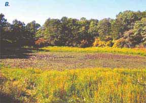 Photo of wetlands during dry season