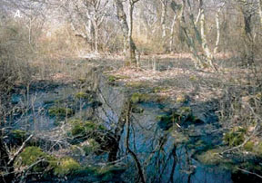 Photo of red maple swamp