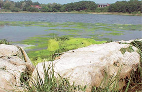 Photograph of algal blooms on shoreline