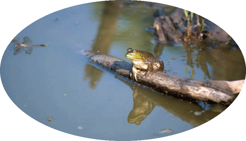 photo - frog