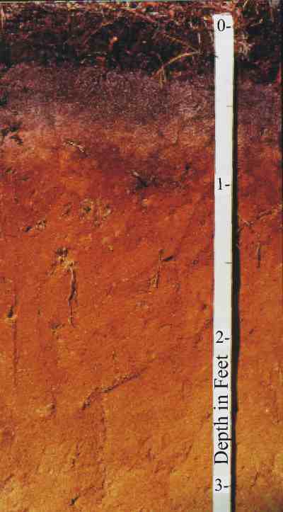 Figure 17. A Cape Cod podzol soil. 