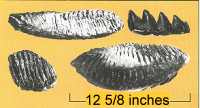 Figure 20. Mastodon and Mammoth Teeth
