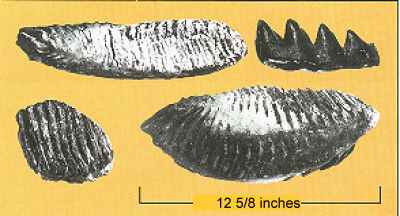 Figure 20. Mastodon and mammoth teeth 