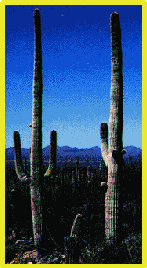 Cacti in the Sonoran Desert