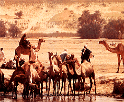 Camels and other animals at a water hole in Chad
