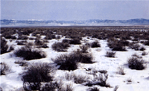 cold desert vegetation