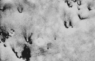 Viking image of crescent-shapeddunes on Mars