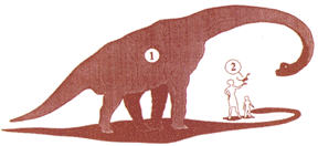Drawing showing dinosaur sizes