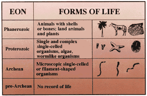 Originations of major life forms