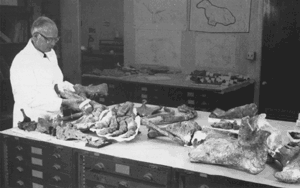 Photograph of a USGS paleontologistin his lab