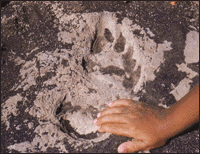 Footprint in ash deposit