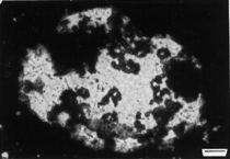 photomicrograph