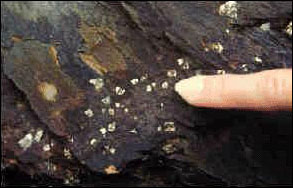 Photograph showing pyrite in rock outcrops along the Ocoee River