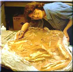  A color phograph showing a young woman leaning over a fossil.  - Photo Courtesy 
Department of Library Services, American Museum of Natural History