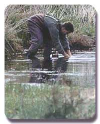 A color photgraph of a man in a stream, he is bending over getting a water sample. Photo: Minnesota Pollution Control Agency