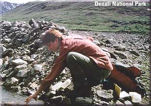 A color picture of a young woman collecting water samples at Denali National Park, Photo: National Park Service.
