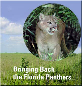 Florida Panther - Photo: Alan and Sandy Carey