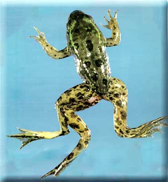 A color photograph of a malformed frog, Photo: USGS
