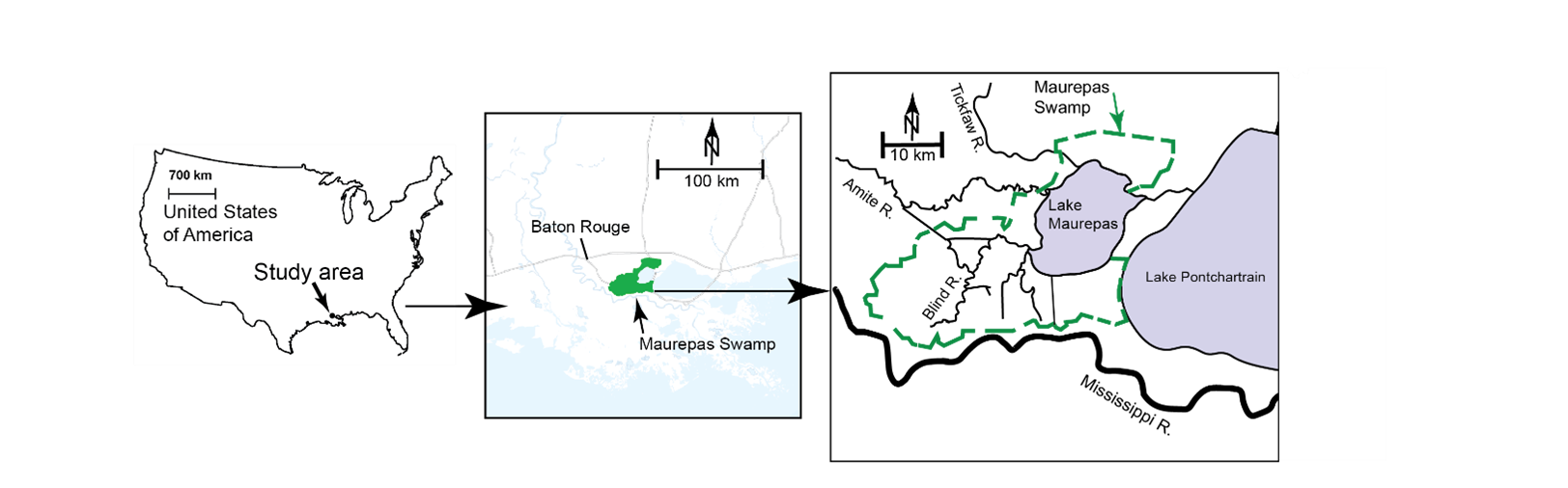 The study sites in the Lake Maurepas swamp forests were selected from the Coastwide
                        Reference Monitoring System (CRMS).