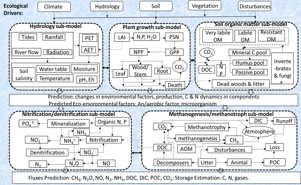 The biogeochemical processes and environmental factors in Wetlands Carbon Assessment
                        Tool - DeNitrification-DeComposition model.